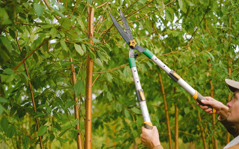 Tree trimming in Willsboro, NY